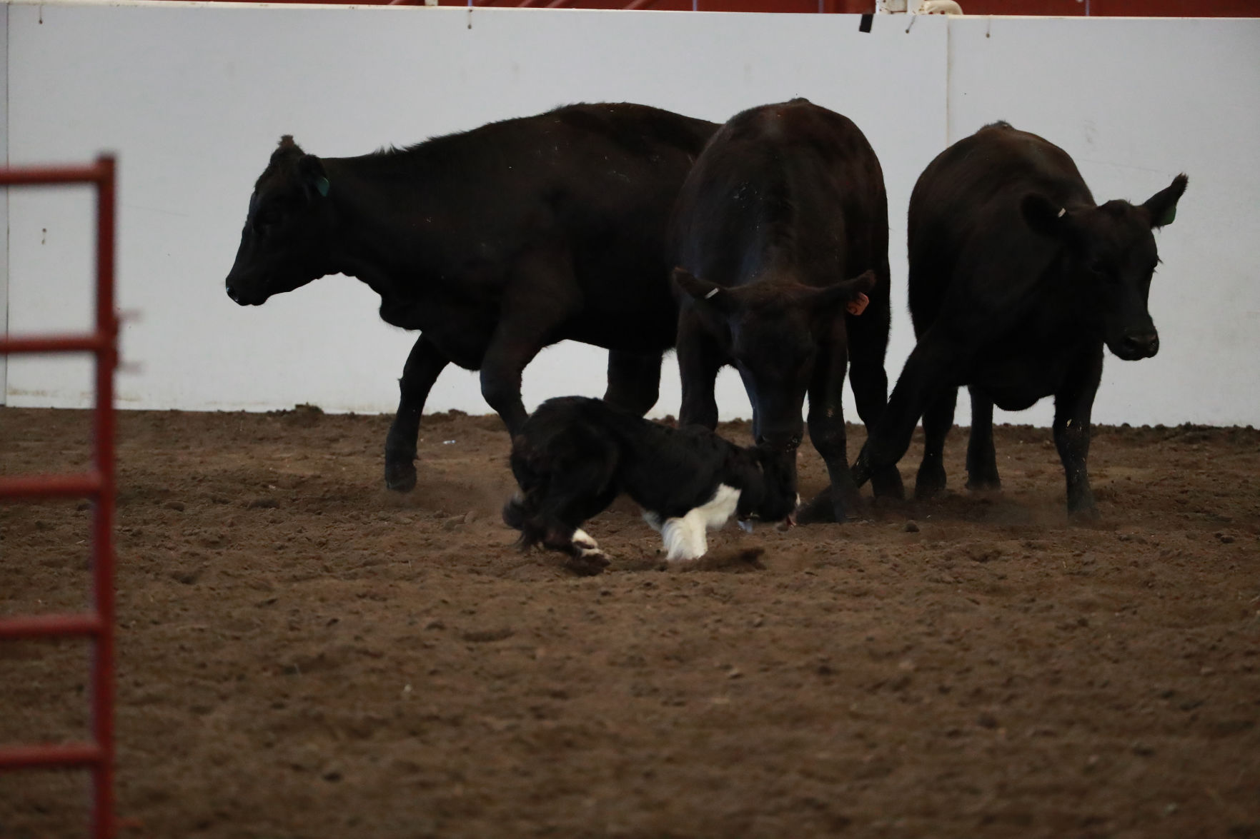 082819_StateFair0008_bjs.jpg